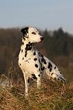 DALMATIEN 411